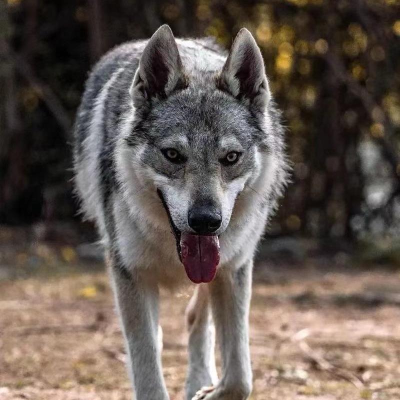 捷克狼的诱惑🐺