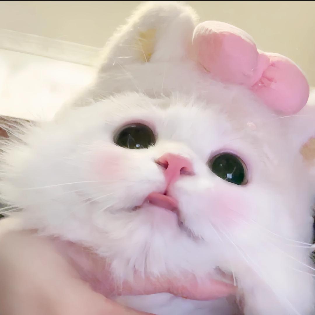 鱼饼1om了
