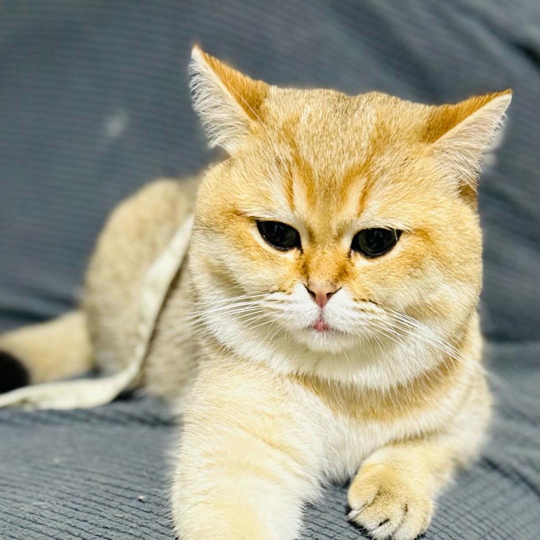 包子、、、