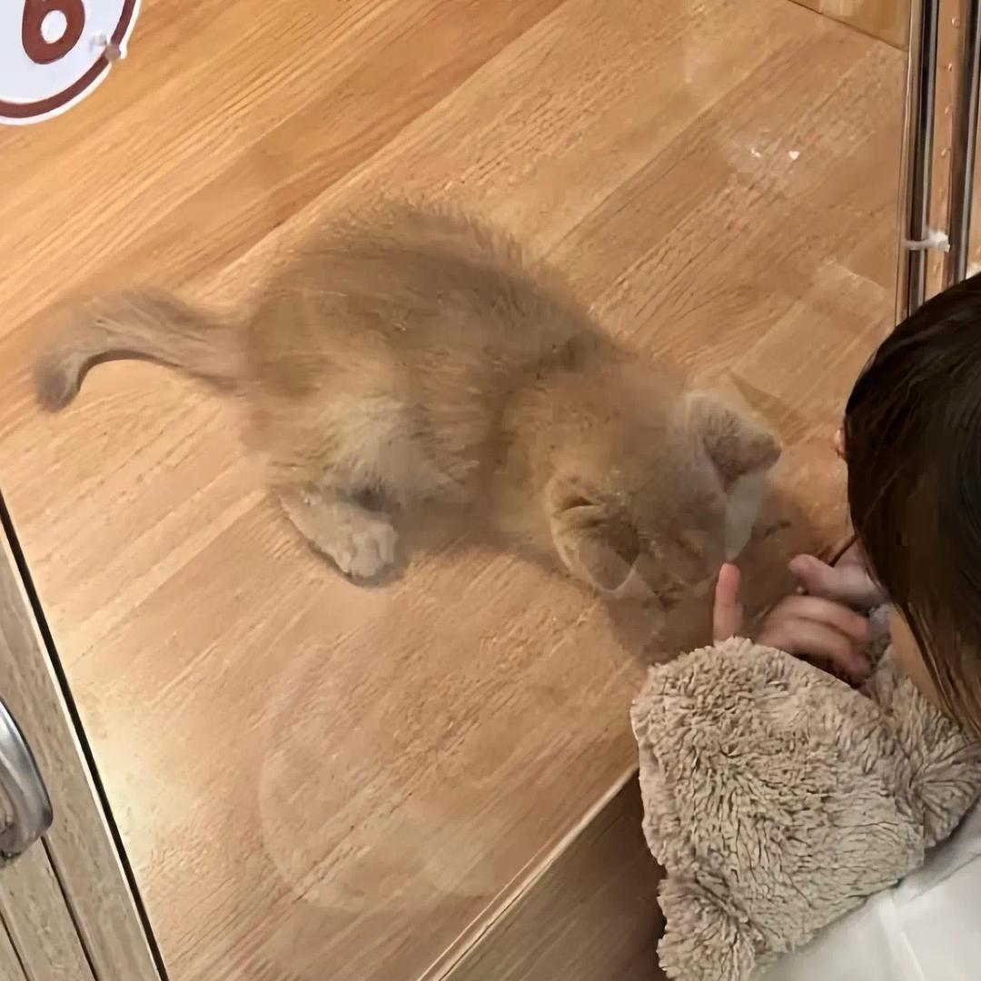 fangtingshixiaozhu