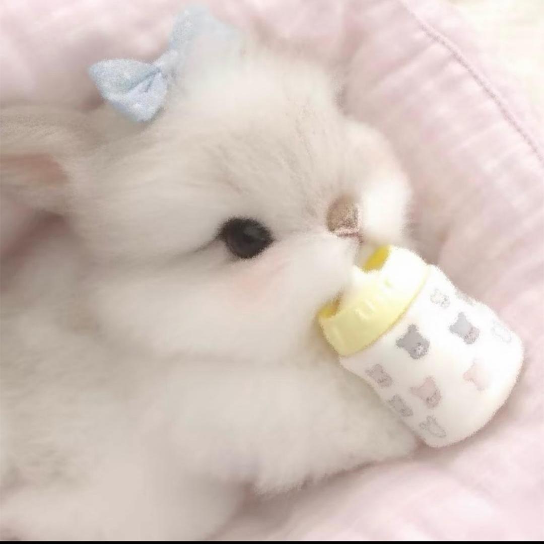 暴躁的鼠饼