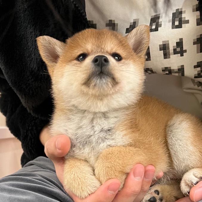 三只柴柴