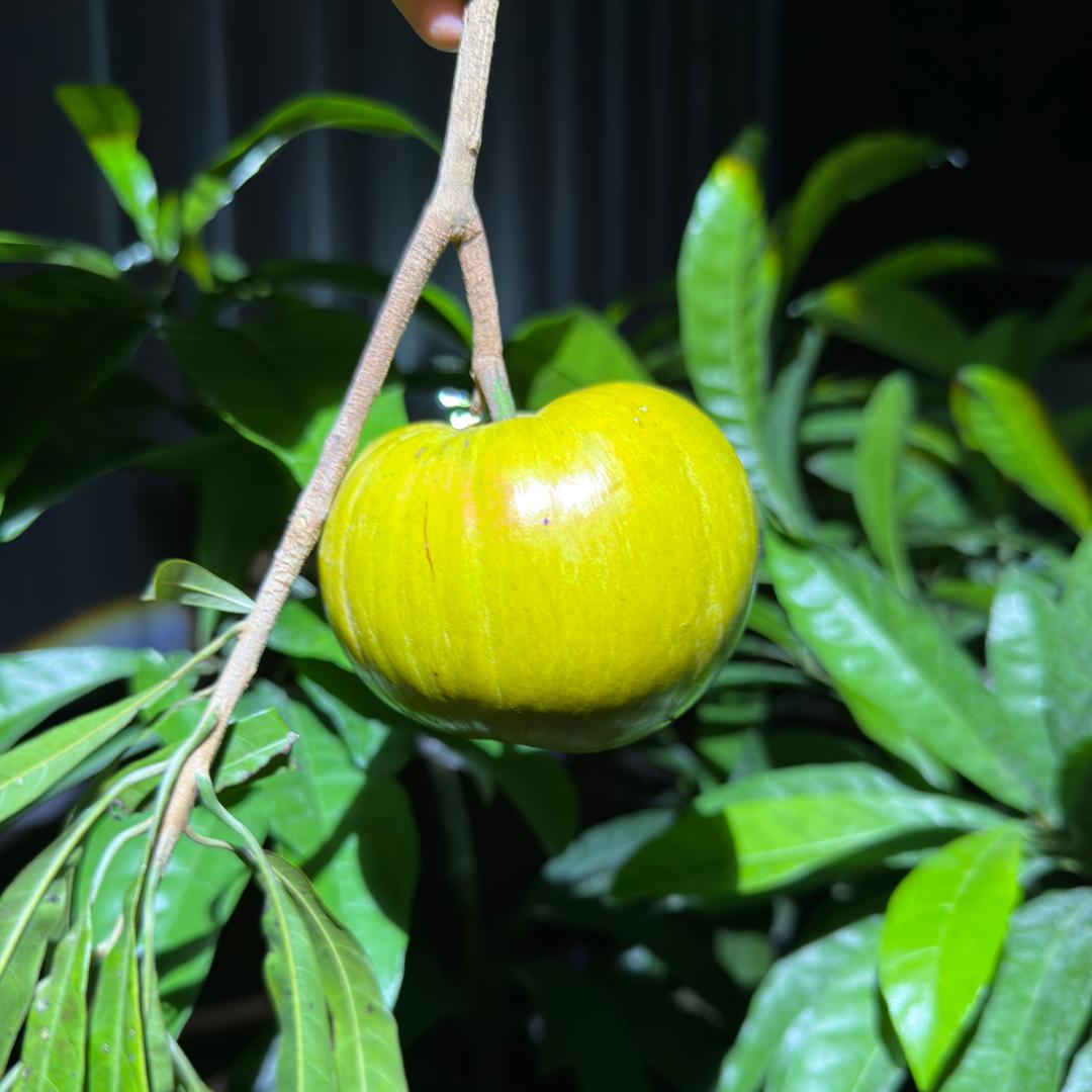 聋王果苗基地（基地批发）