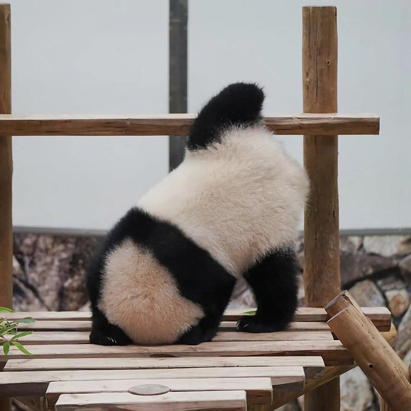 🐈‍⬛做我的喵🧸喵