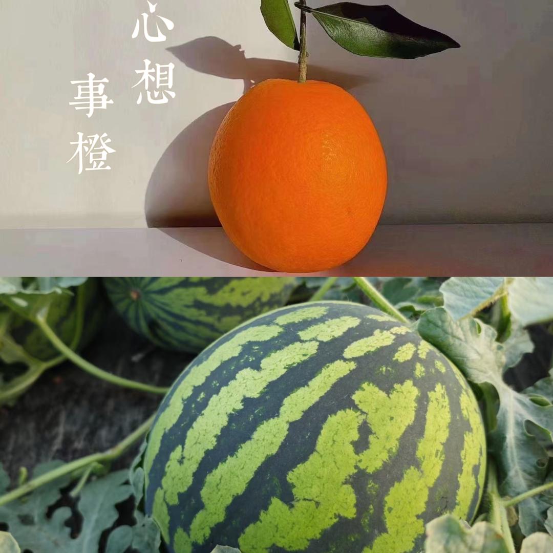 兴龙水果