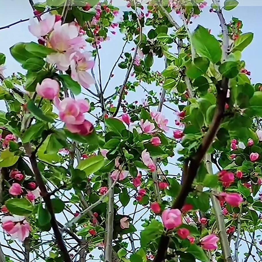 海棠