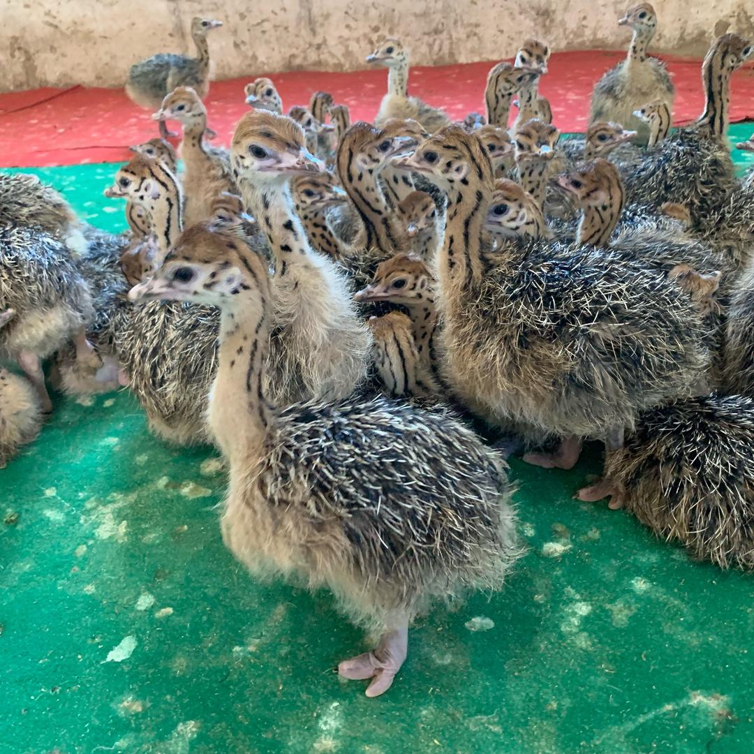 生态养殖鸵鸟