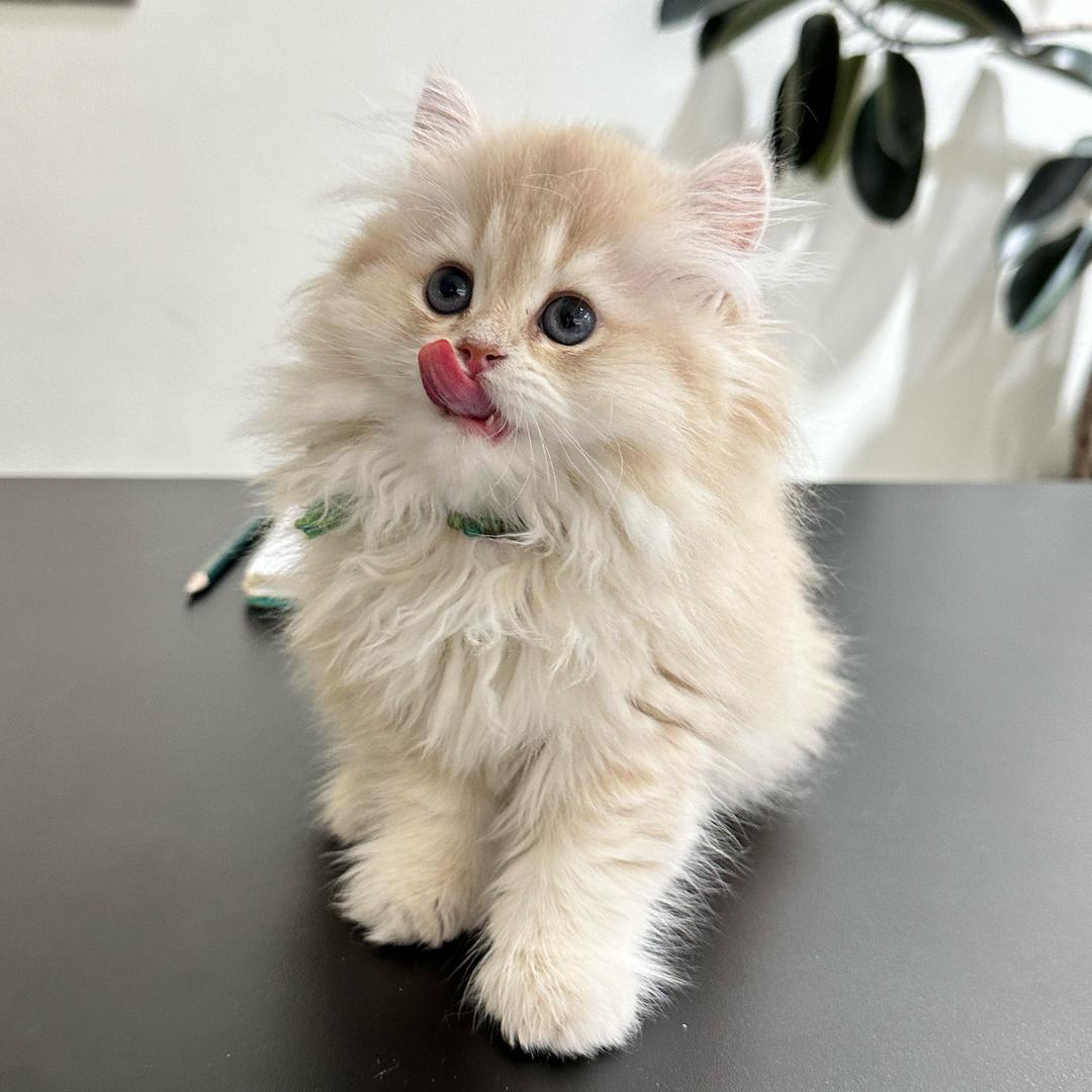 琪琪猫舍(全国配送)