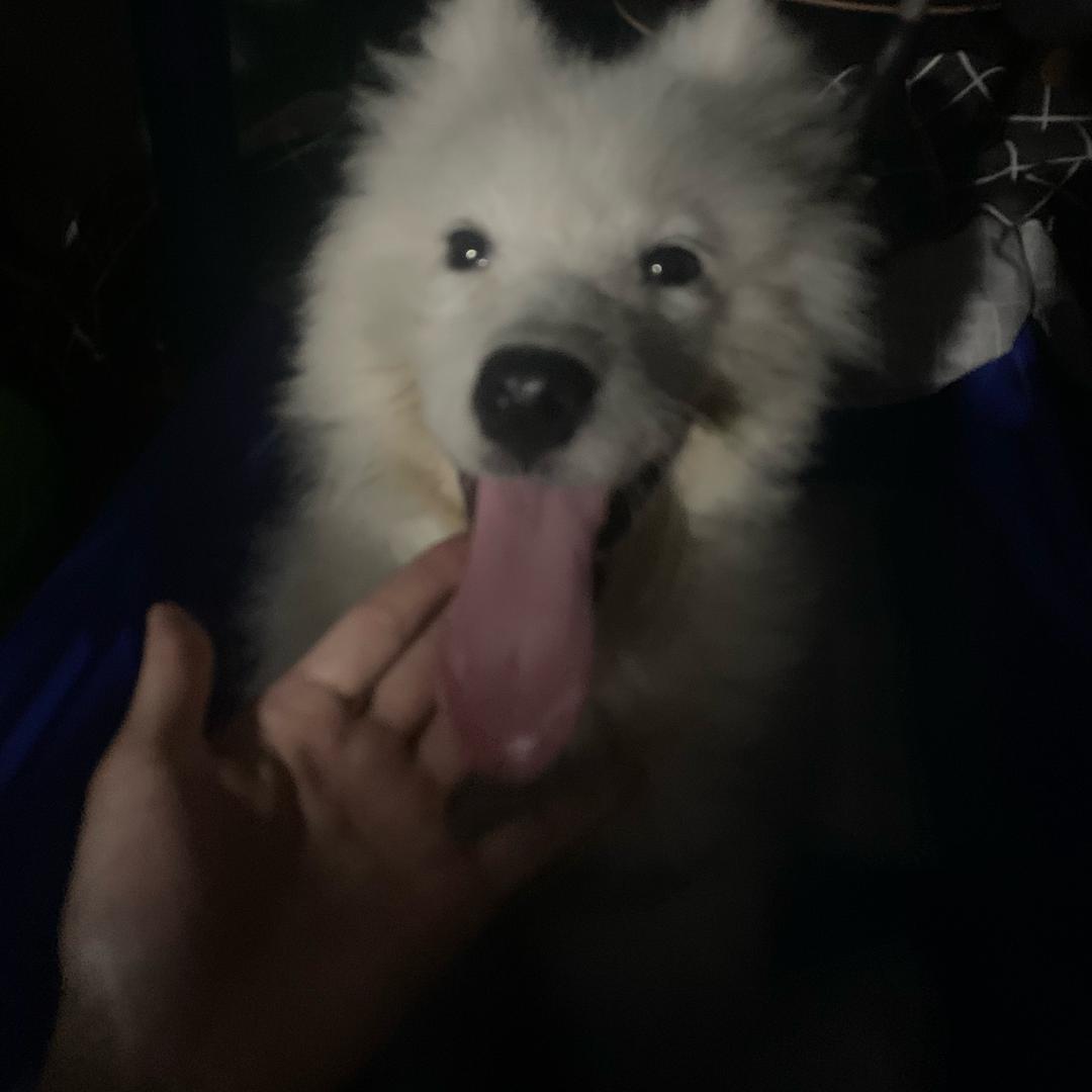 悲伤秋刀鱼咩咩