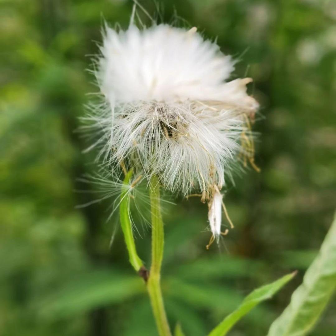 陈💰给李花