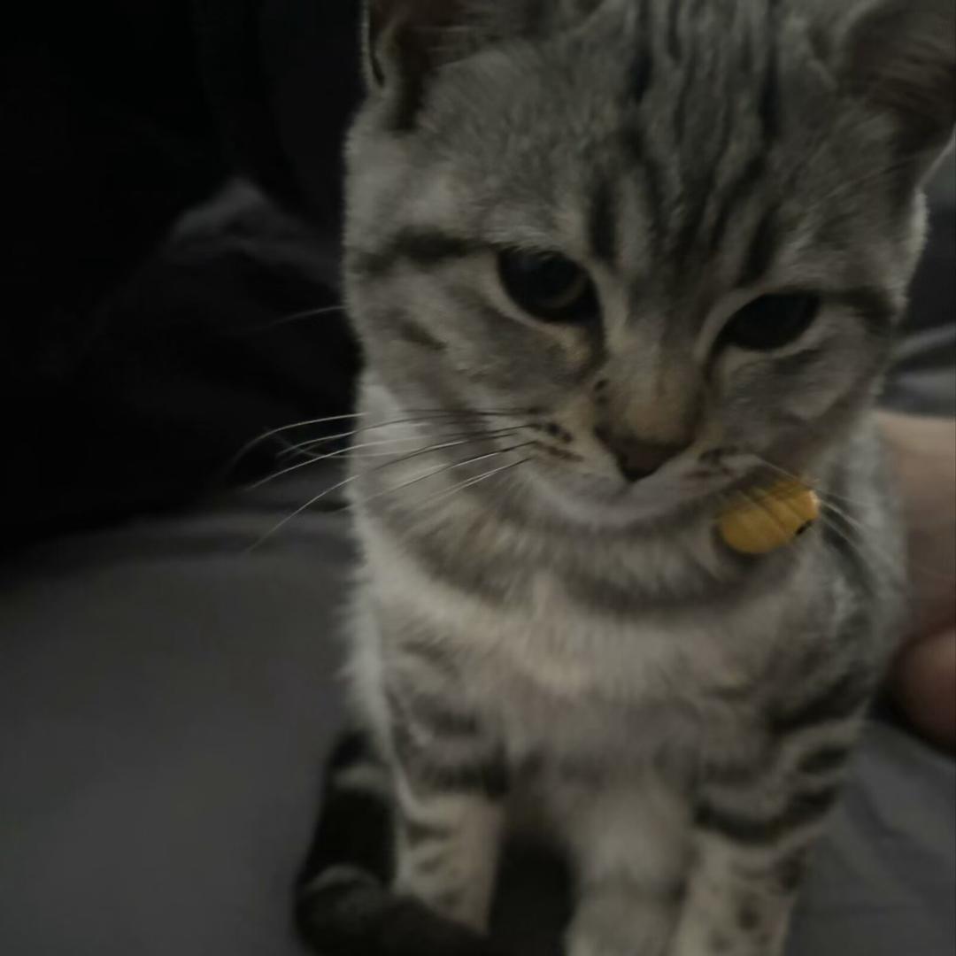 猪头大胃袋