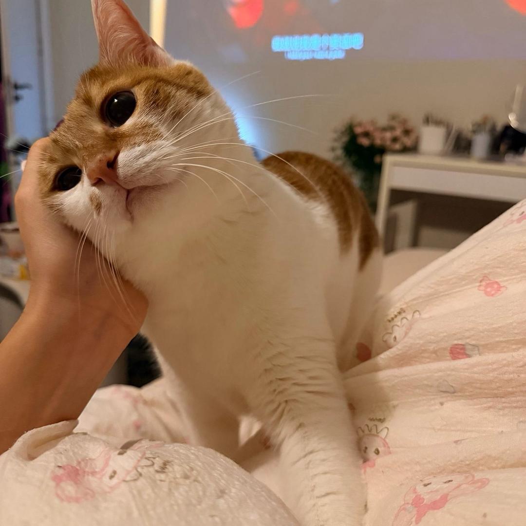 钢铁小狗 ੯‧̀͡ ζྀི)