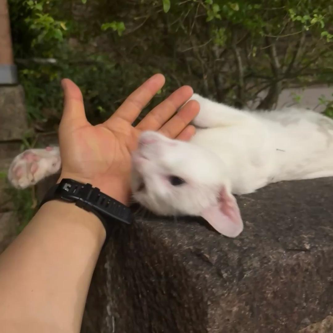 若闲