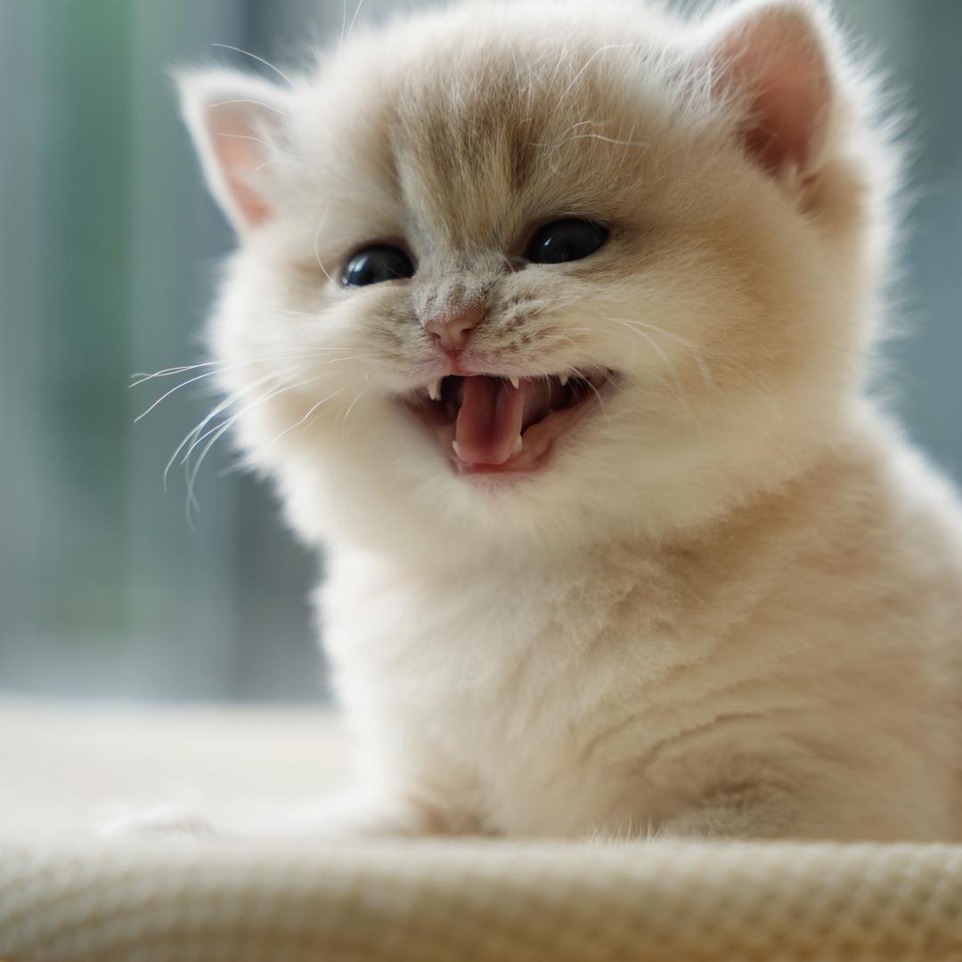 TT的猫与生活