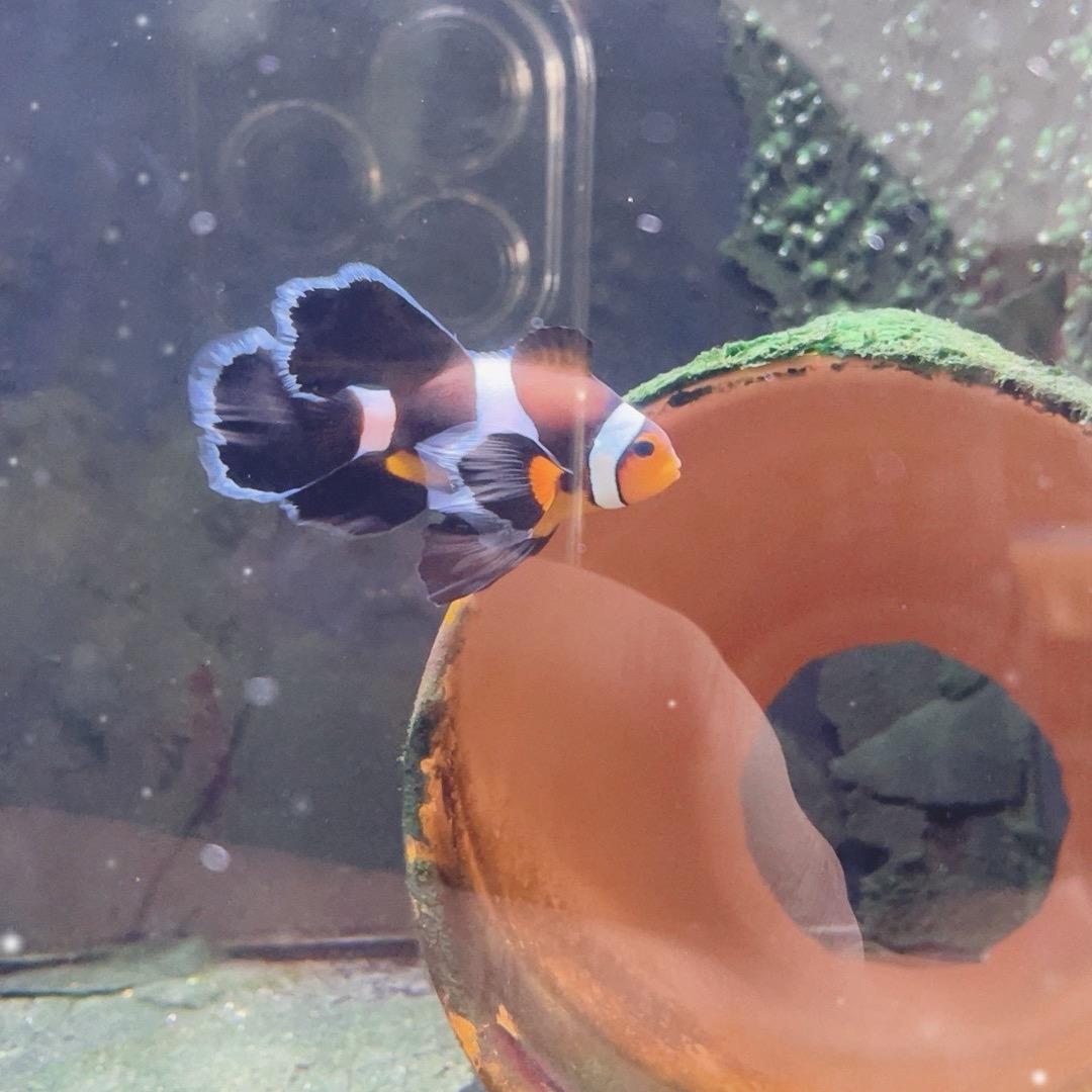 迷上小丑鱼
