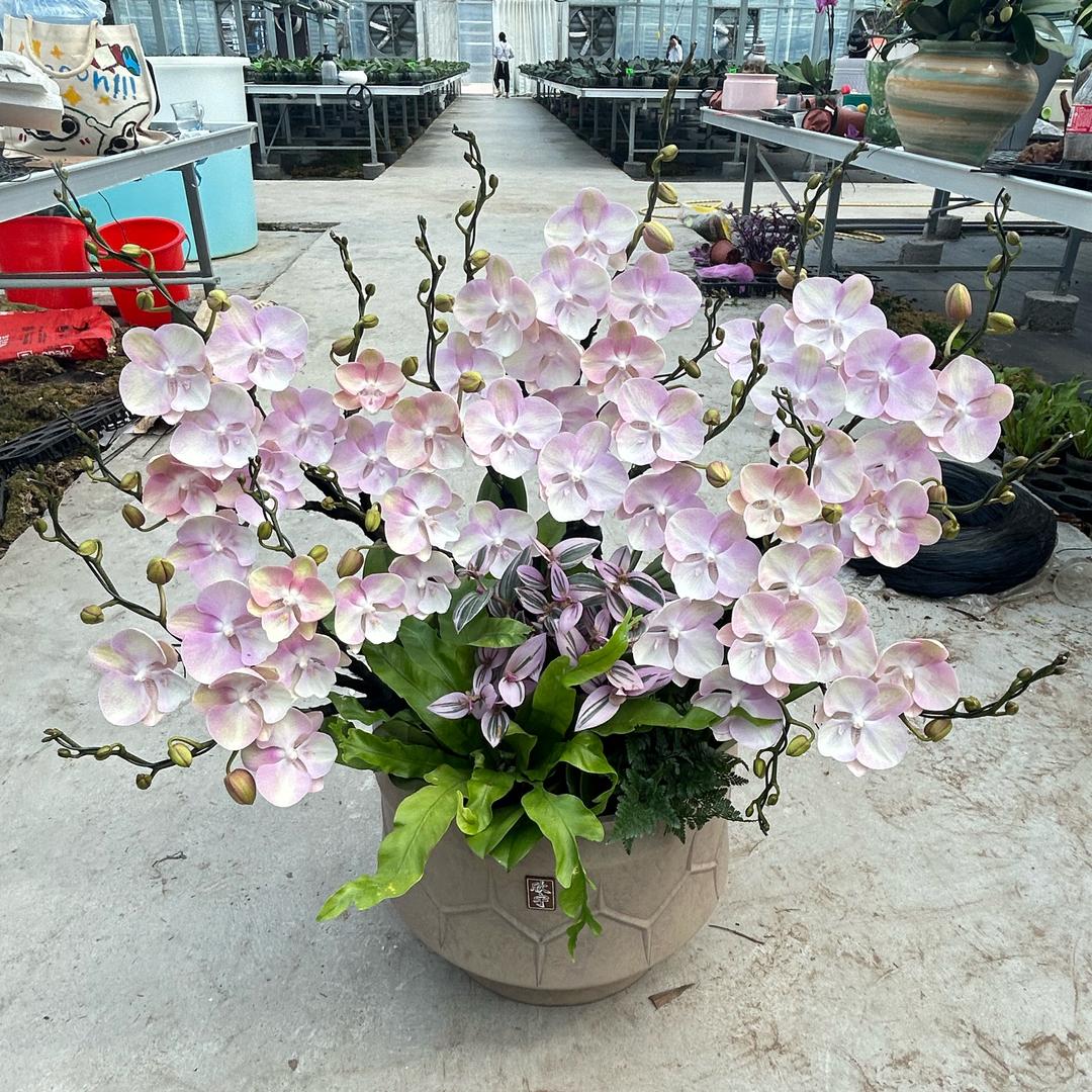 小陈同学 组盆专业户