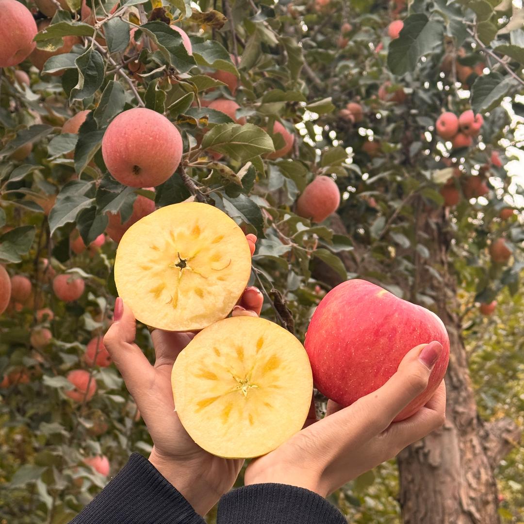 新疆特产 干果水果