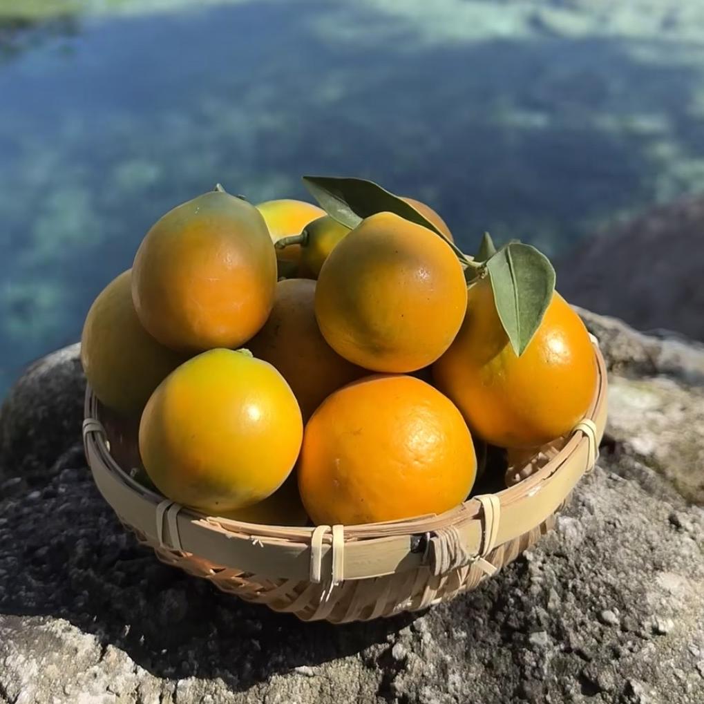 融安丰正水果