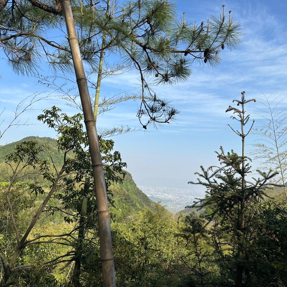 王岚成