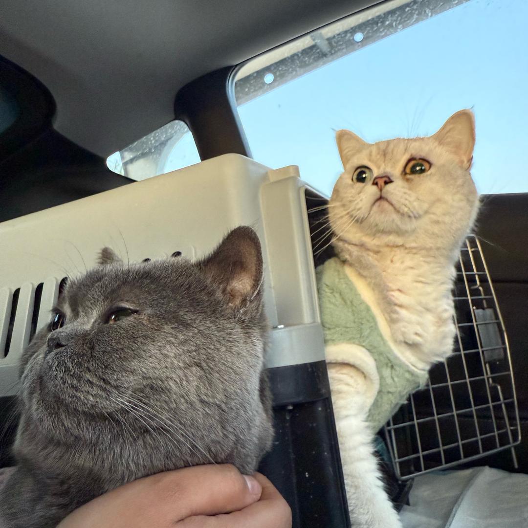 多多猫咪