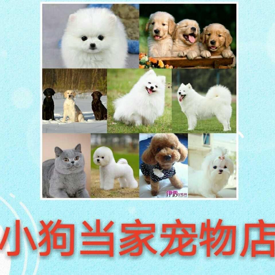 小狗当家（启宠训犬）