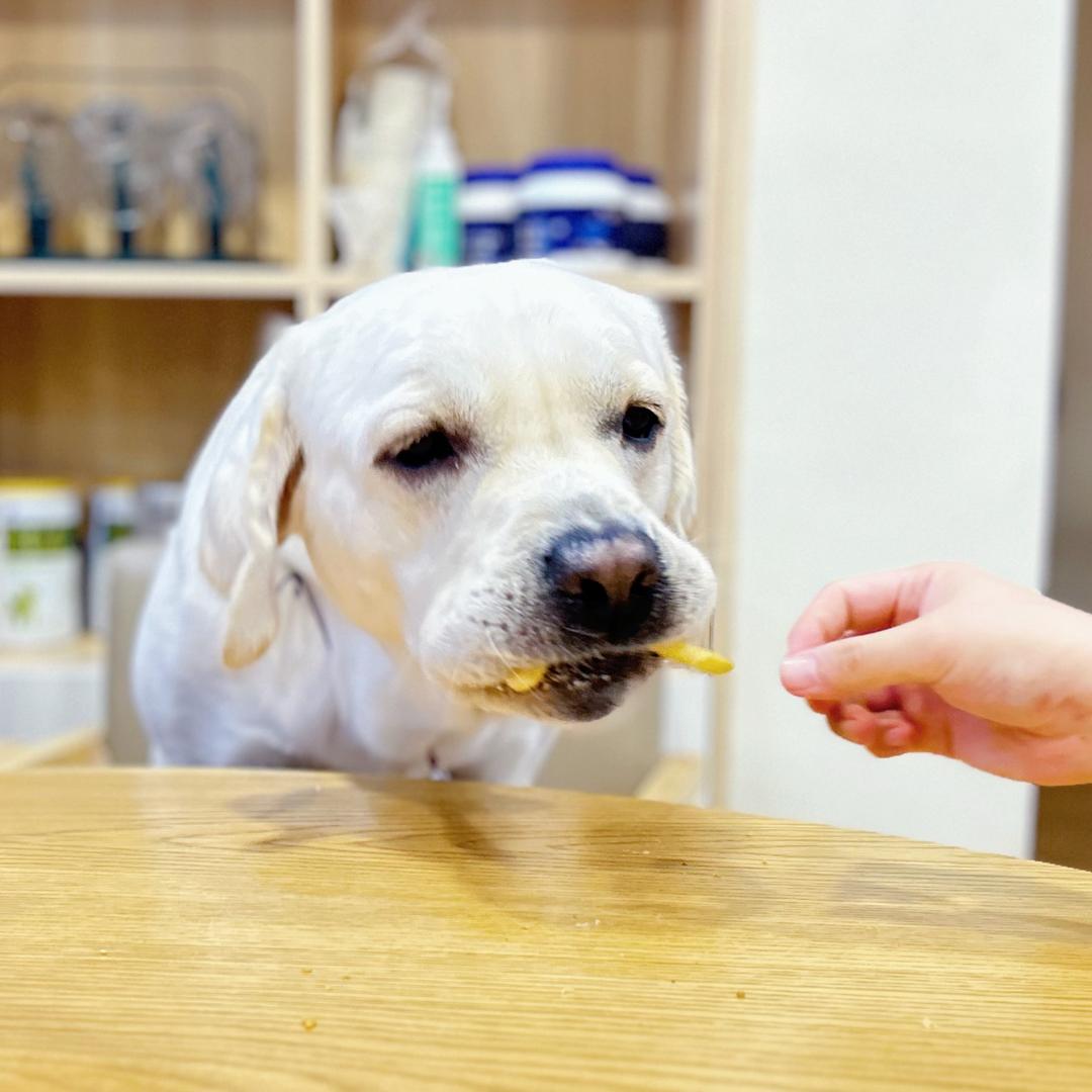 拉布拉多🐶呼噜