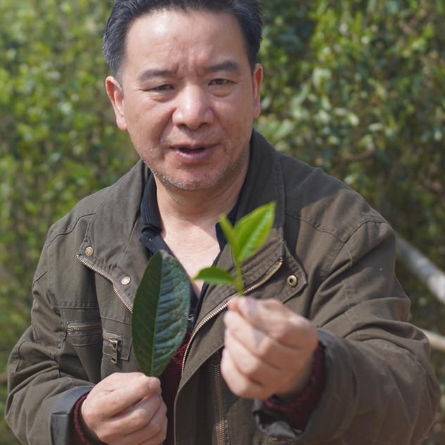 普洱茶卧底~大可