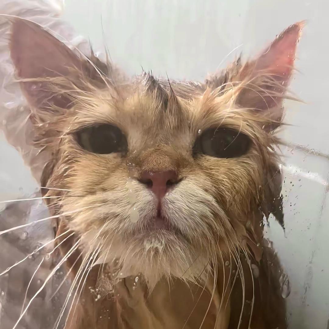 猫岛主