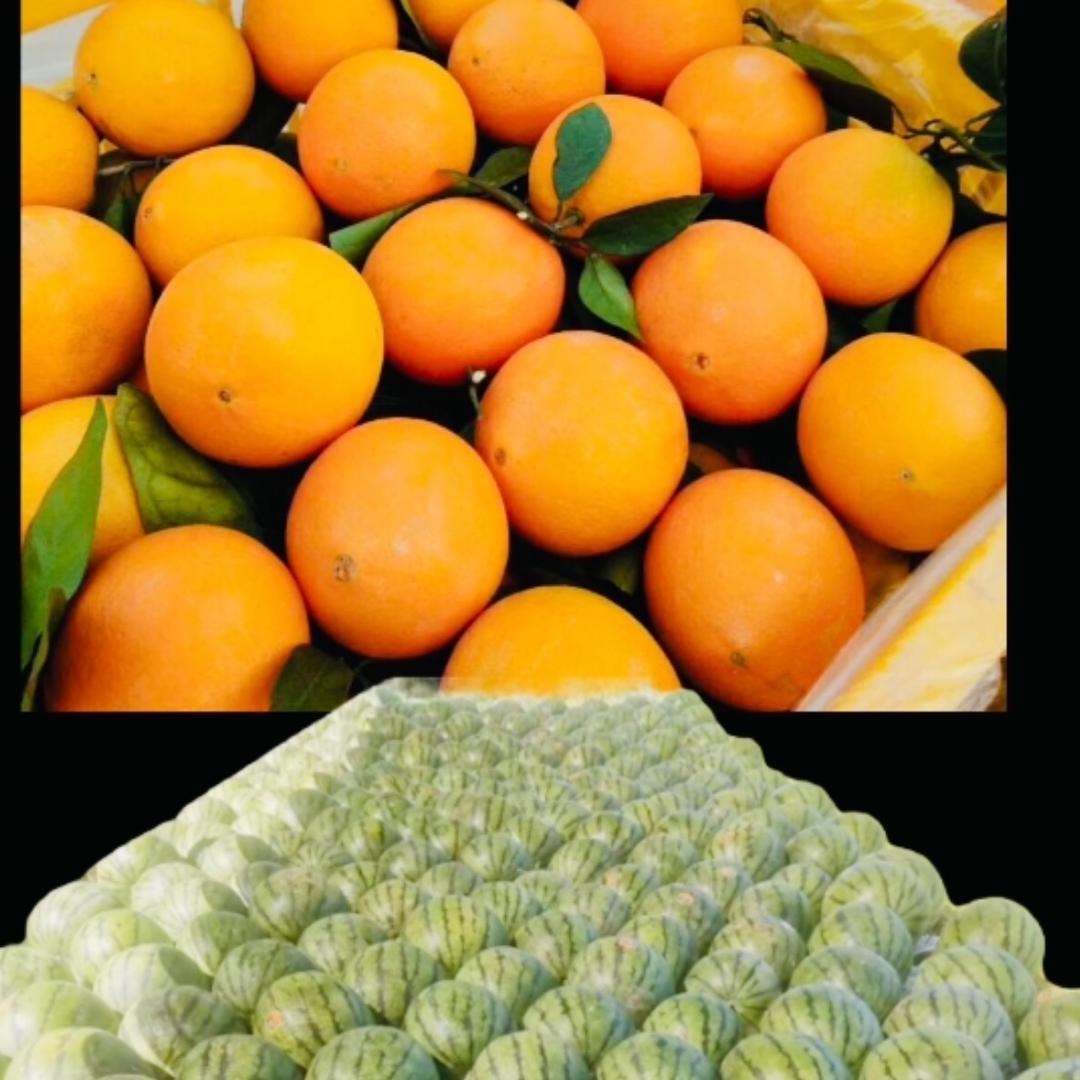 小登哥