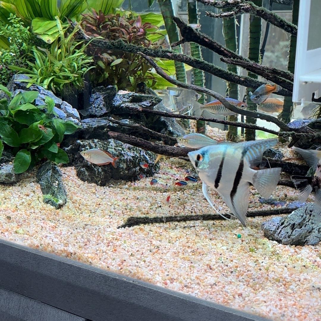 司柠家水草种植基地