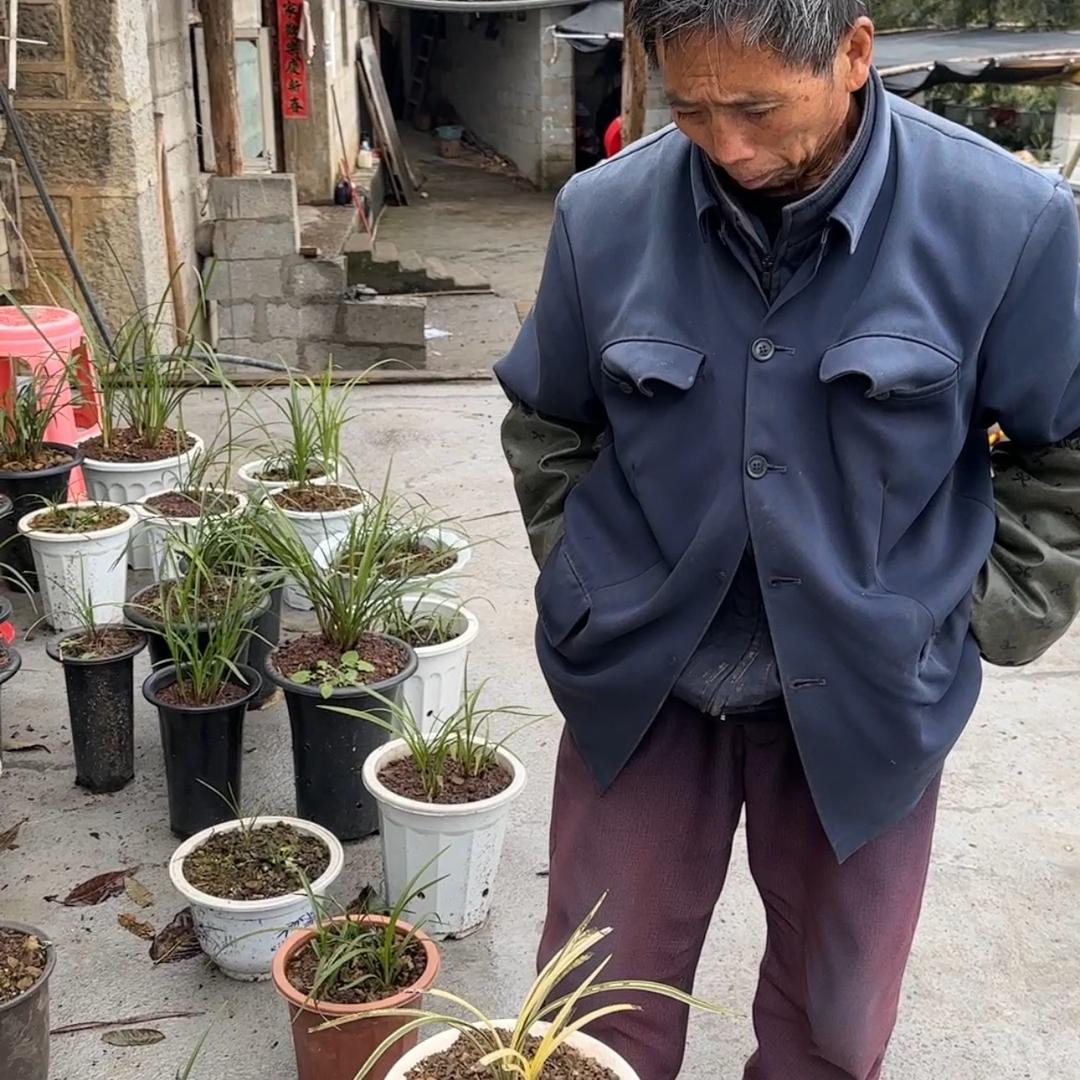 龙启金