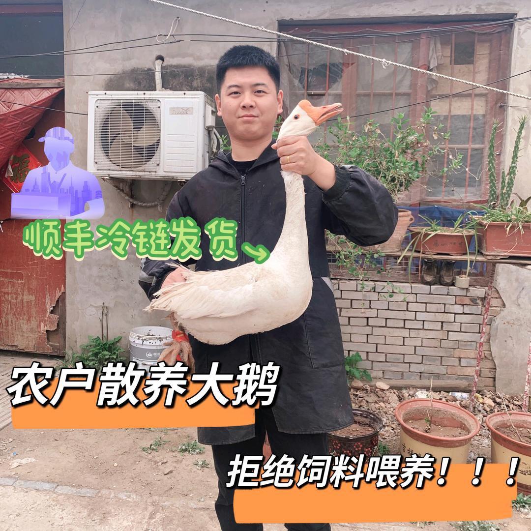 滑县精品家禽农产品店