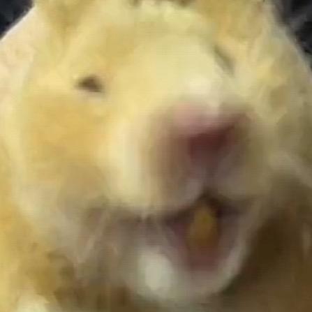 煤球麻麻