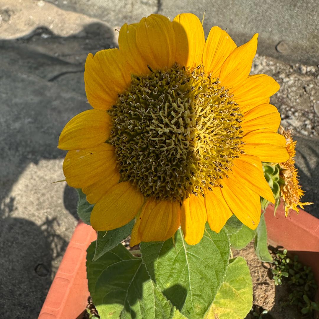 送个可爱多🌙：