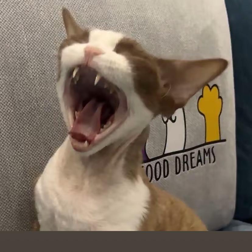 @喵喵咪呀直播号