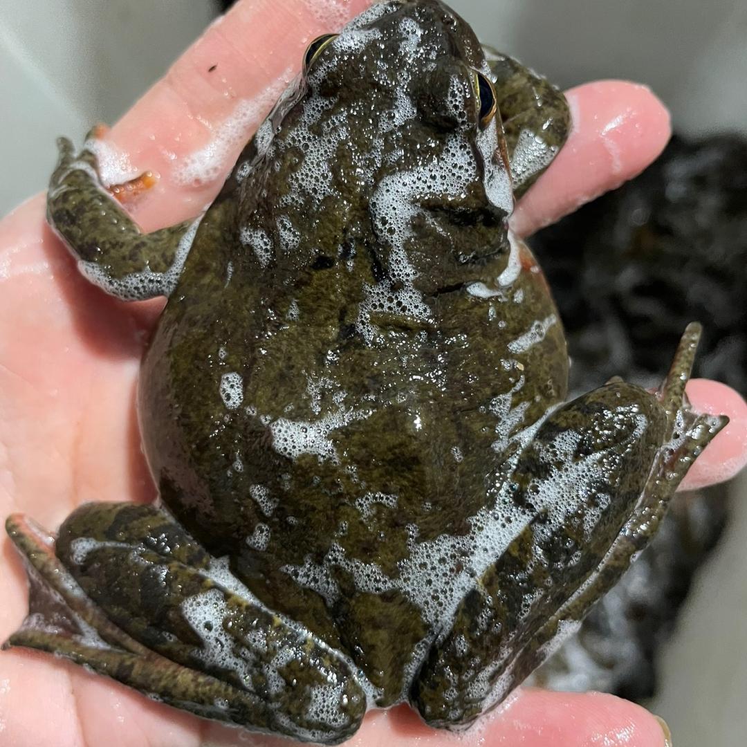 东北林蛙特产店