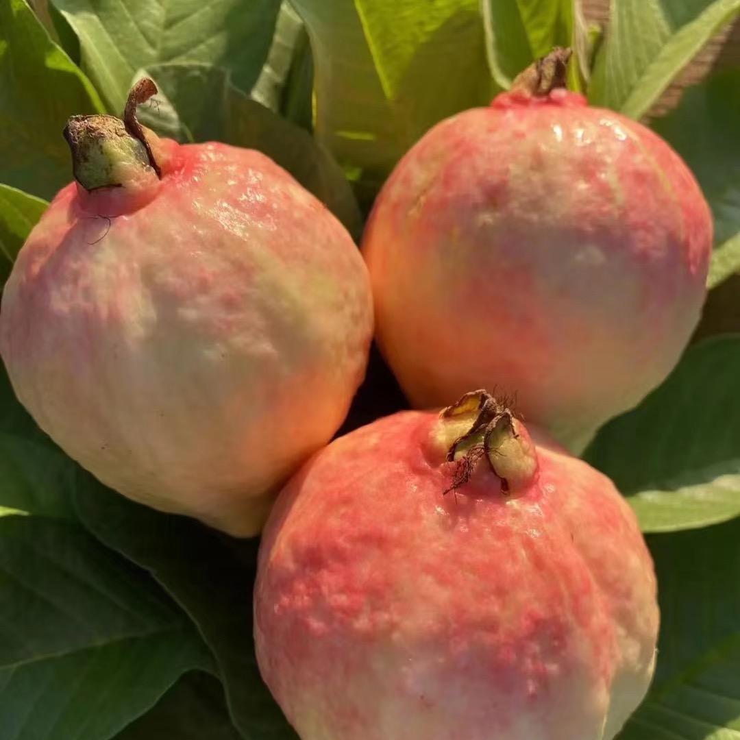 果农侠艺景萱苗木果树苗木专卖店