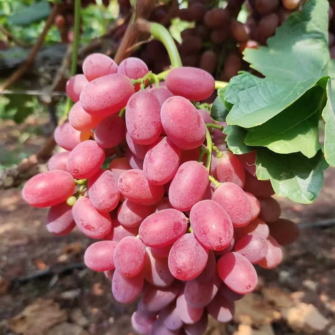 鲜果达