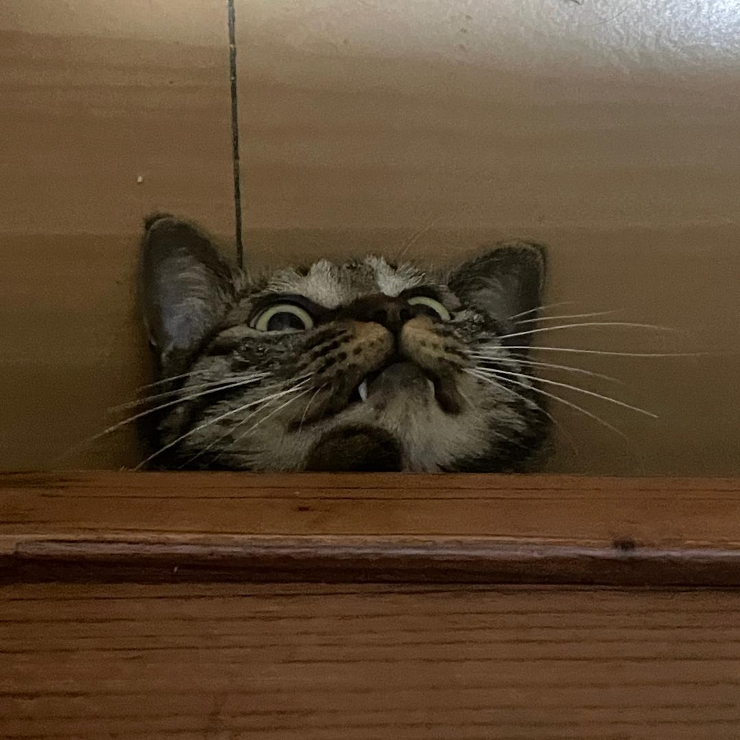 α女士的奇思妙想