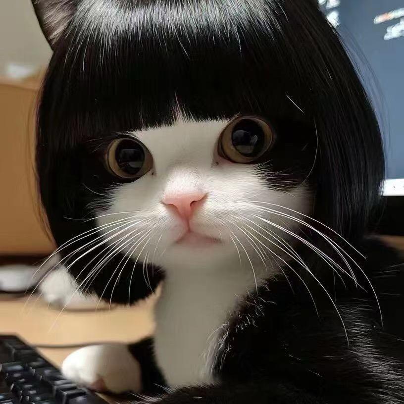 疯狂猫咪🐱
