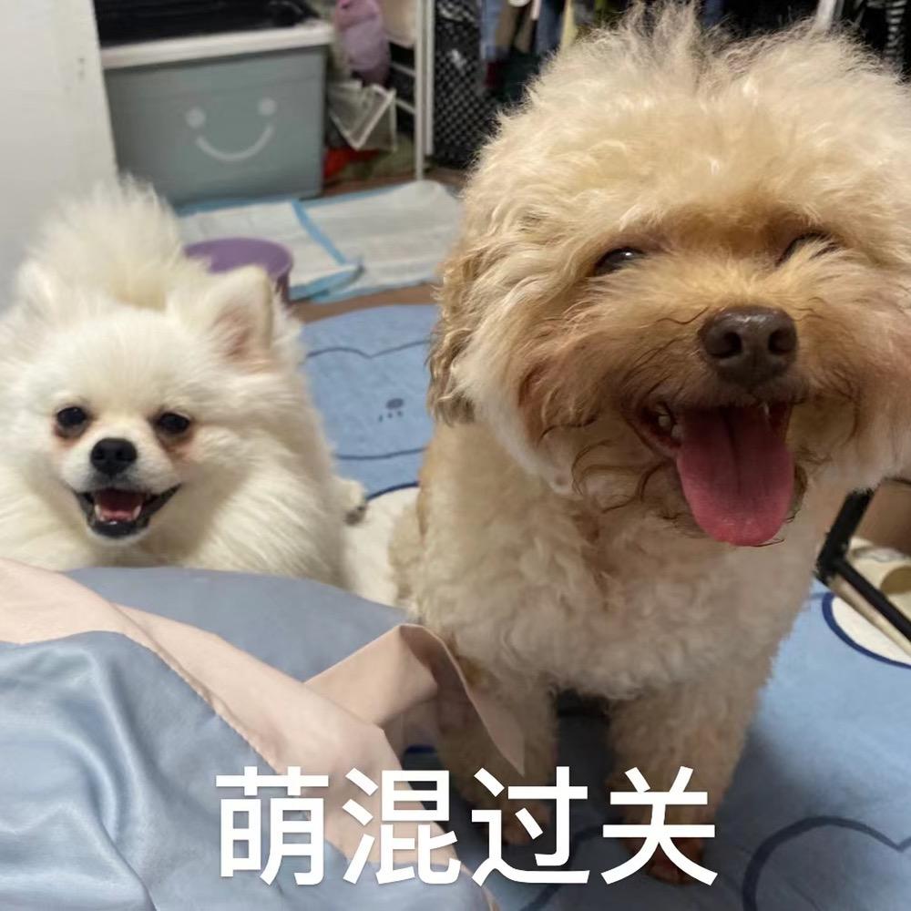小狗日记🐶