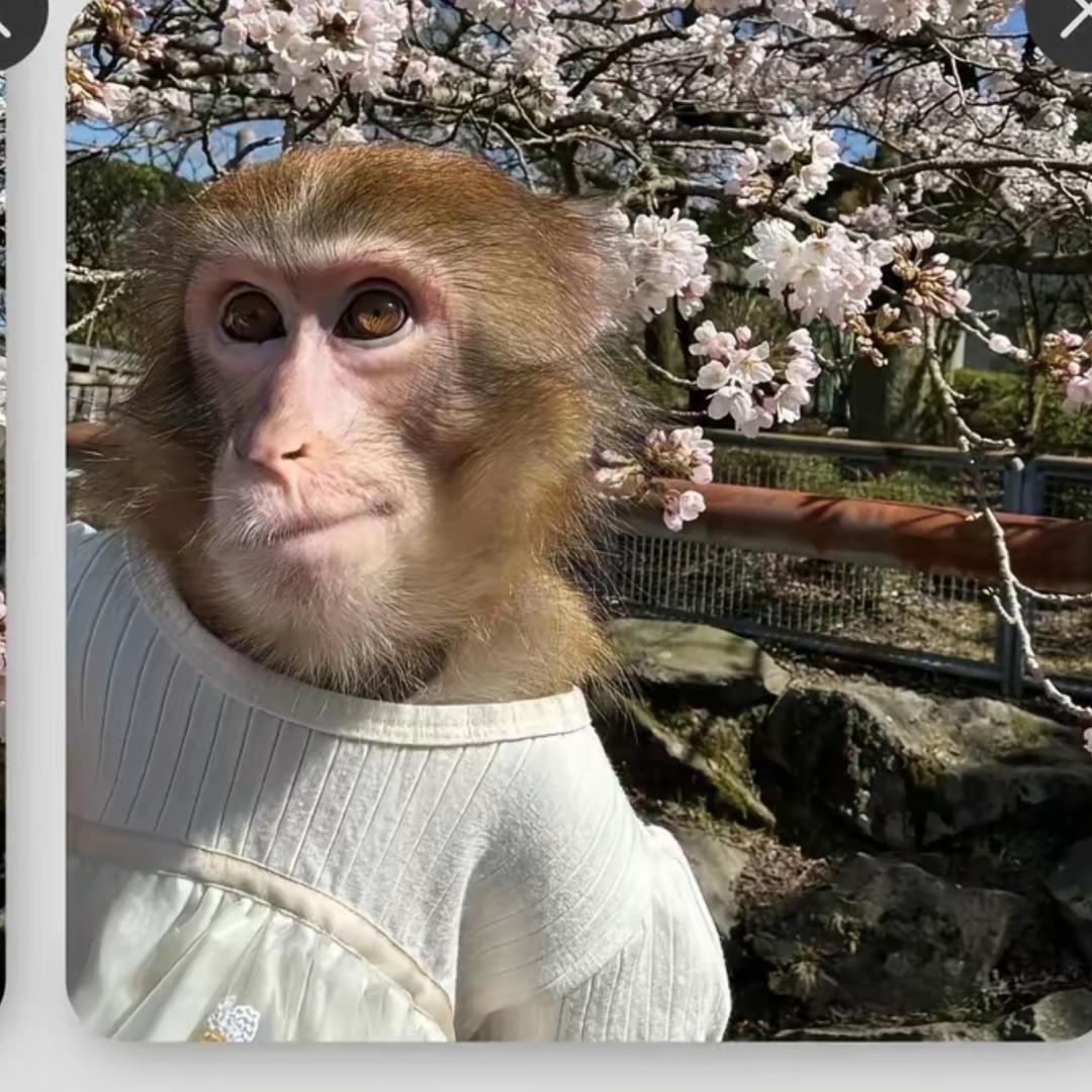 疯狂的马喽