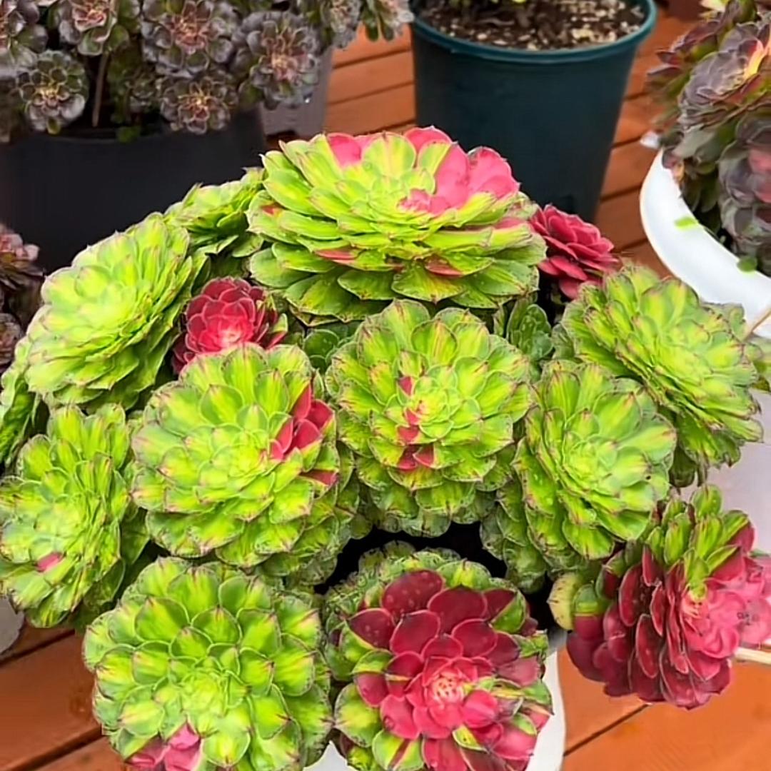 月桥花院flowers