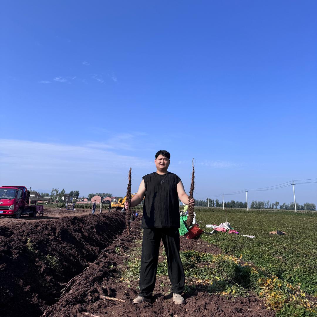 侠士兴农（温县垆土铁棍山药）