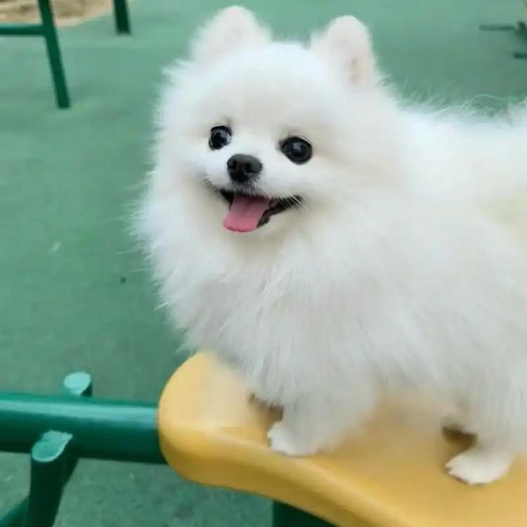 小狗乖乖