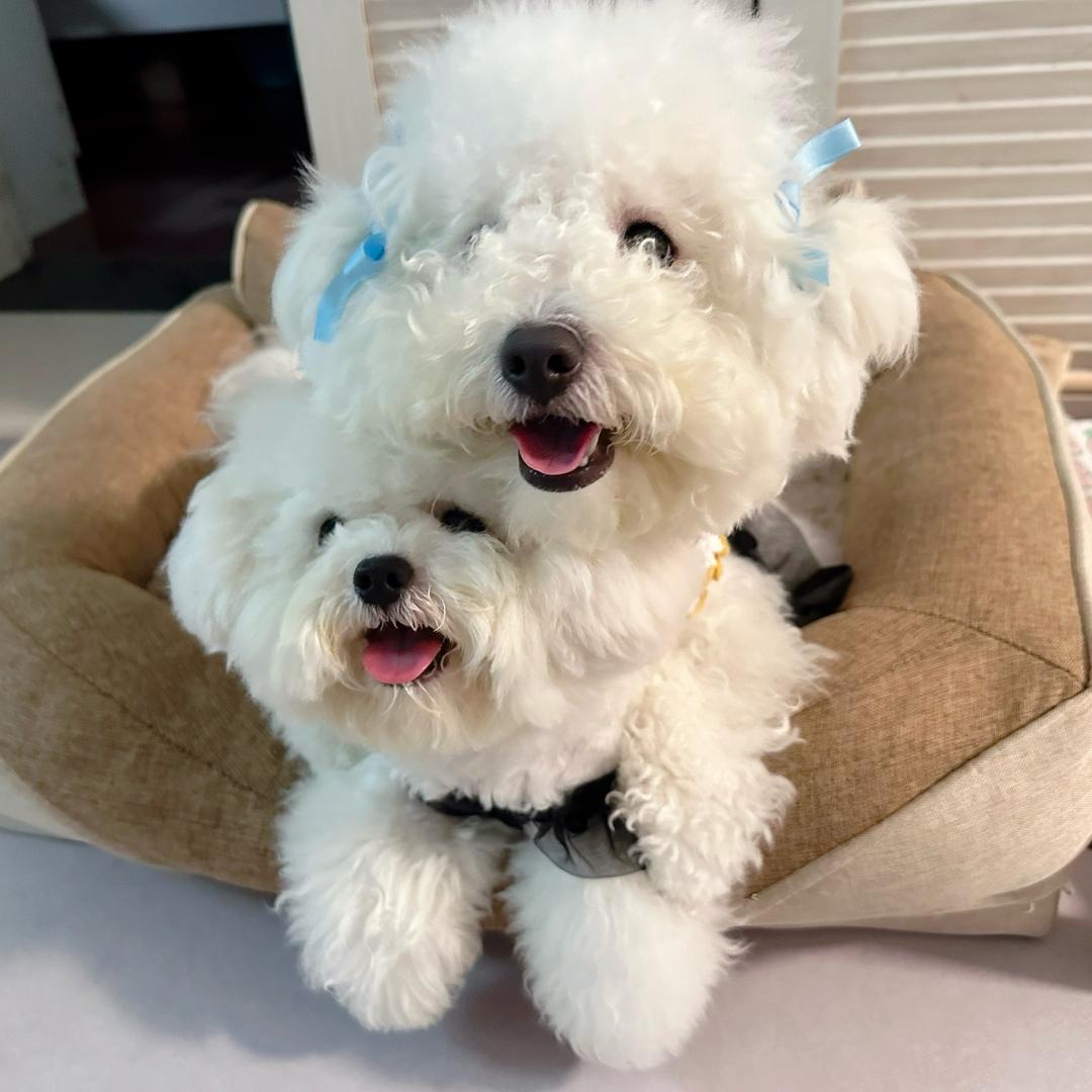 莫児的棉花糖🐶