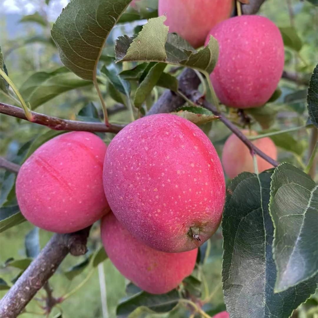 乡味塬农产品销售中心