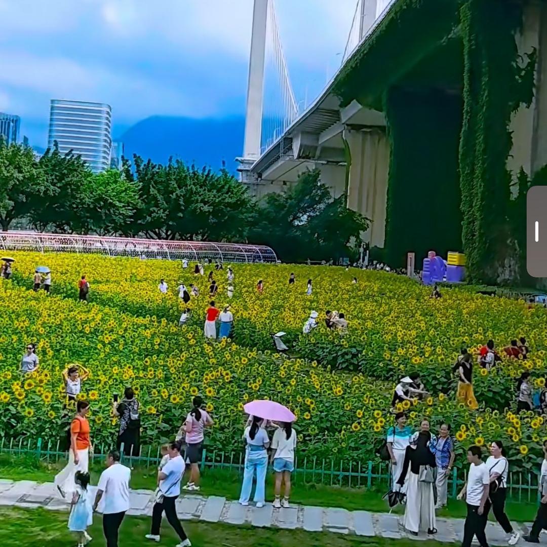 丫丫吖