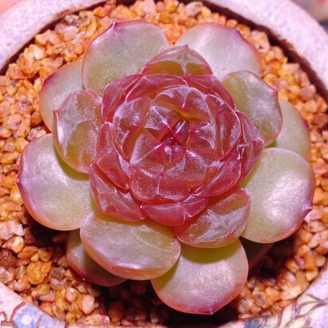 多肉植物桩