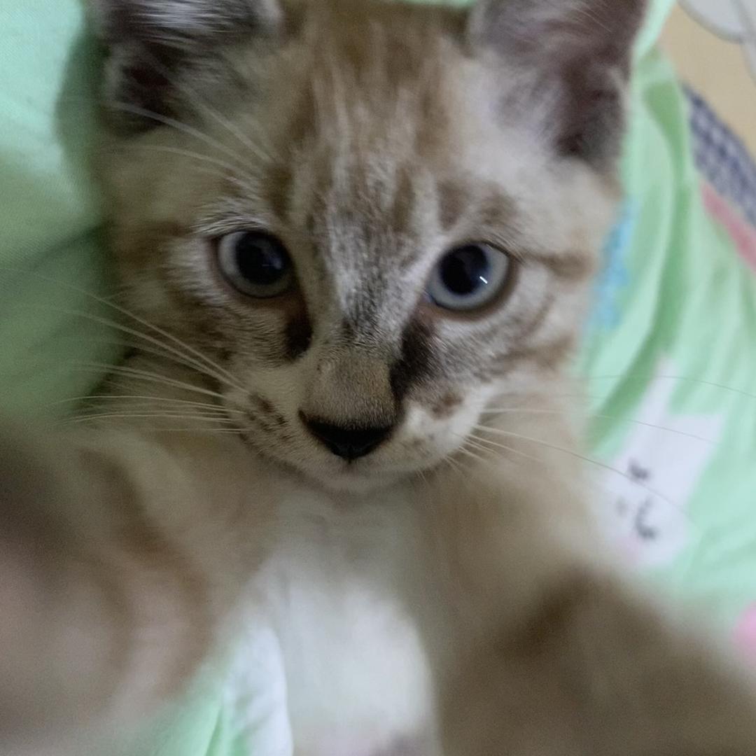 是串串捏⌯'ᵕ'⌯